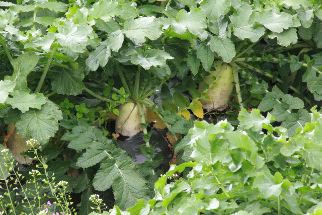 有限会社片平農産　鹿児島県曽於郡　野菜　求人