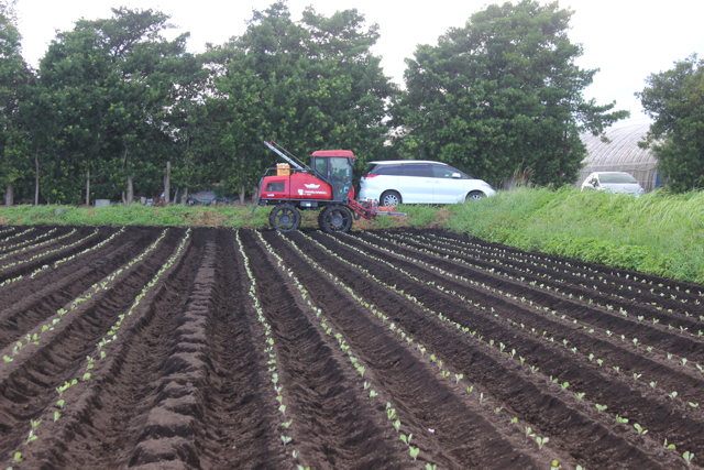 有限会社片平農産　鹿児島県曽於郡　野菜　求人